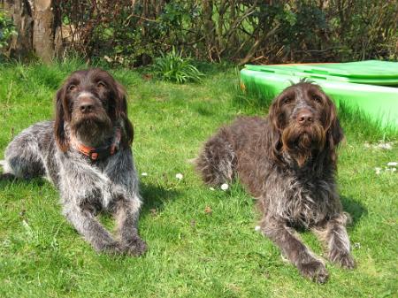Bild 8 Cora und Chipsi
